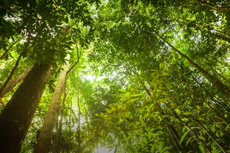 ein Wald von unten