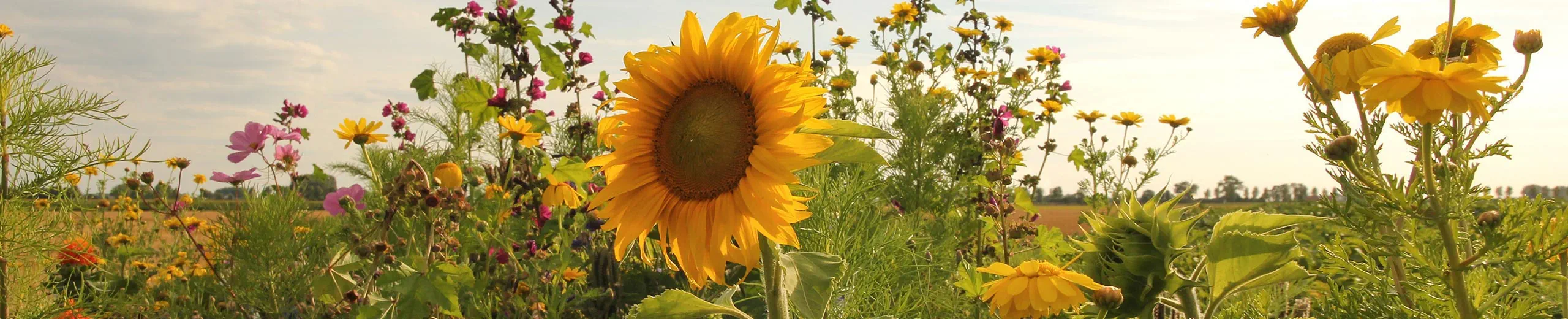 Eine Wiese mit Wildblumen und einer großen Sonnenblume