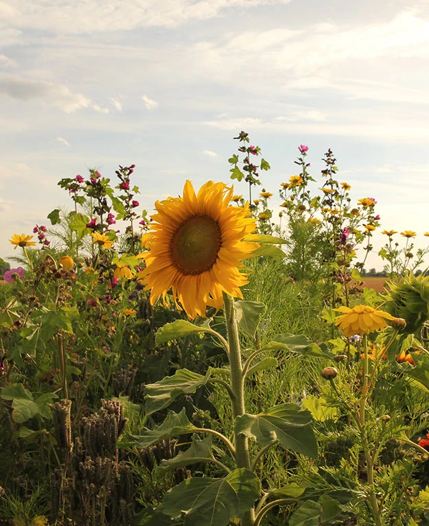 Eine Wiese mit Wildblumen und einer großen Sonnenblume