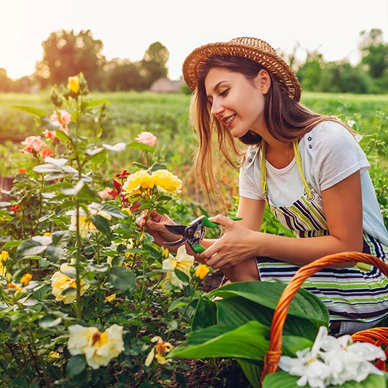 Eine Frau sitzt im Garten und schneidet die Rosen zusammen