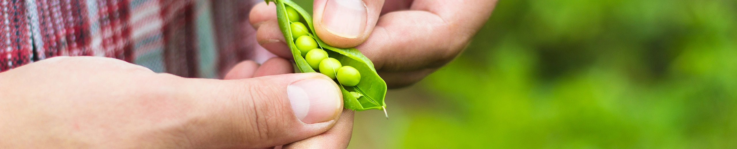 Männerhände, die Erbsen auslösen