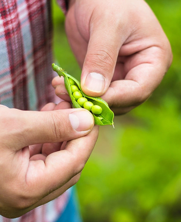 Männerhände, die Erbsen auslösen