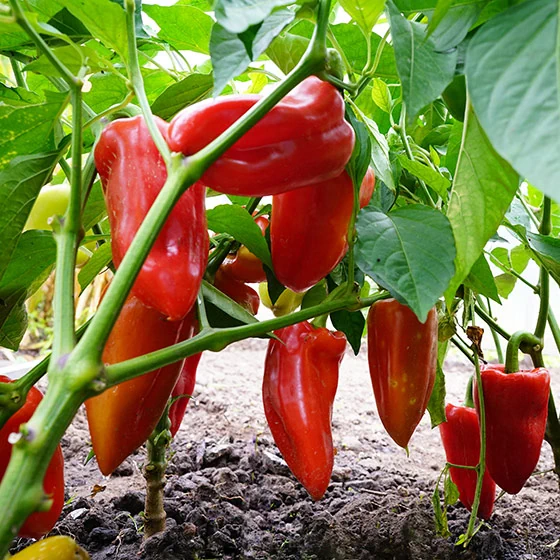 Paprika hängen auf einem Strauch