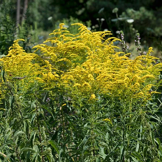 Ragweed Pflanze