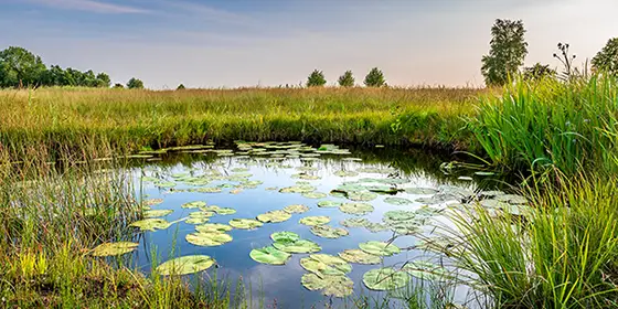 eine Landschaft mit Teich