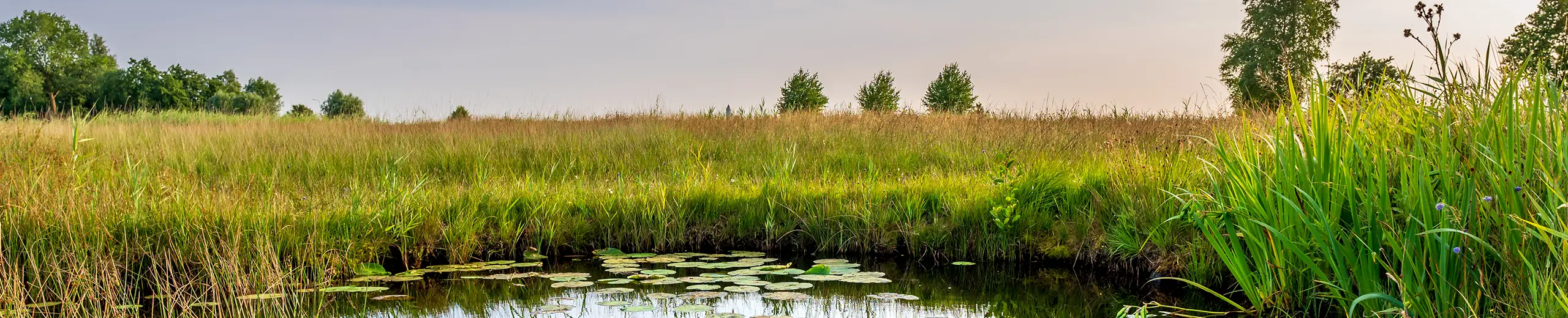 eine Landschaft mit einem Teich