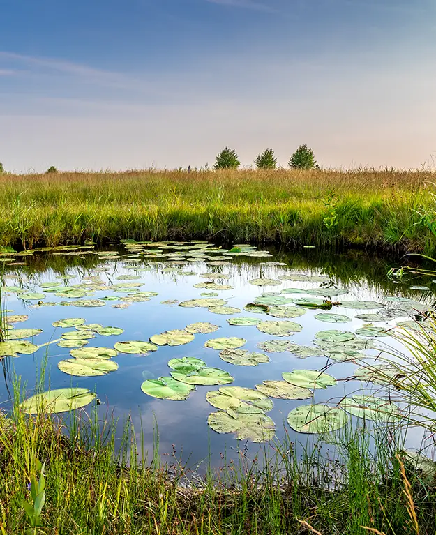 eine Landschaft mit einem Teich