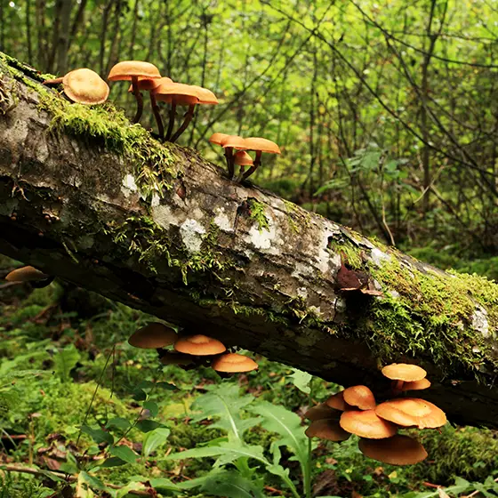 ein umgefallener Baumstamm im Wald mit Pilzen bewachsen