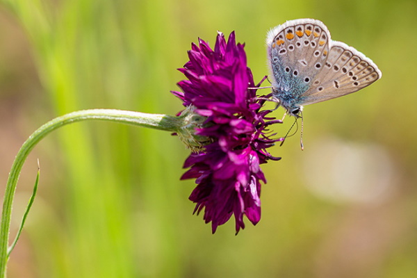 Ein Schmetterling sitzt auf einer Blume