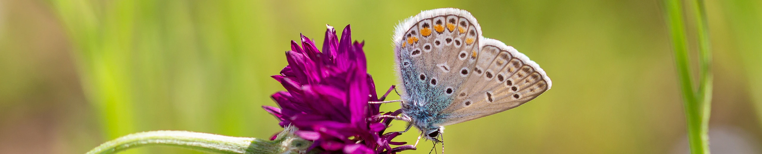 Ein Schmetterling sitzt auf einer Blume