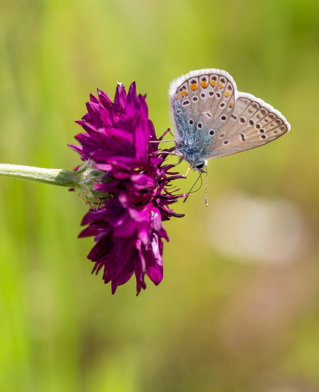 Ein Schmetterling sitzt auf einer Blume