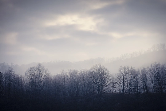 Ein Wald im Nebel