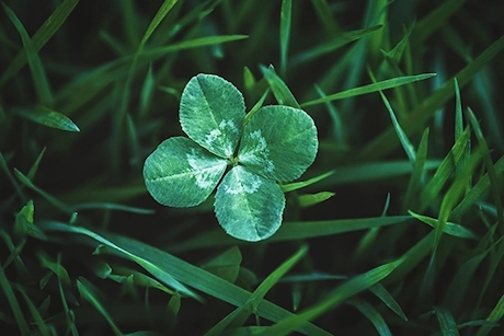 Shamrock