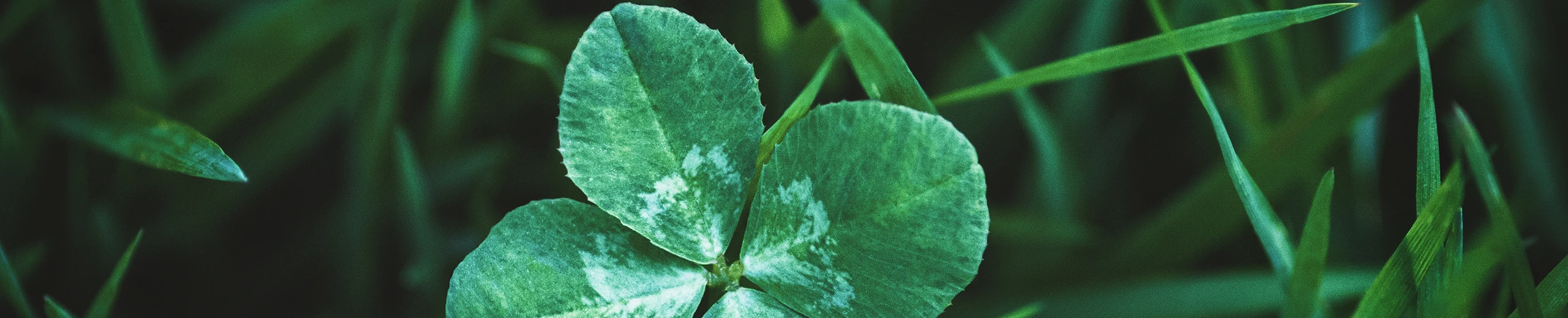 shamrock