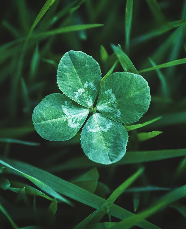 shamrock