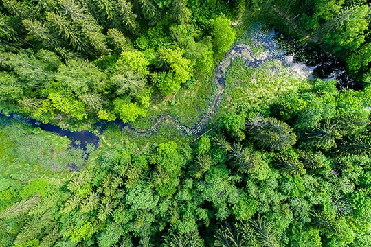 Ein grüner Wald von oben