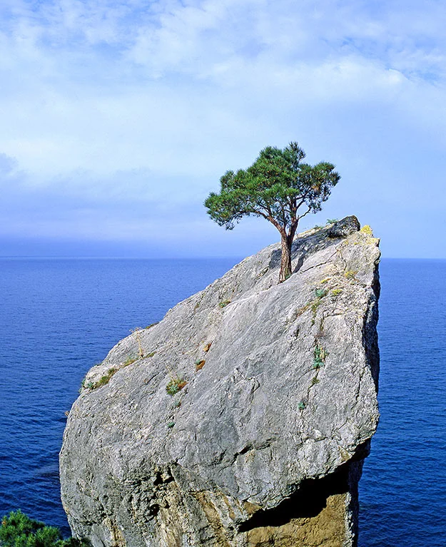 Ein Felsen über dem Meer mit einem Baum darauf