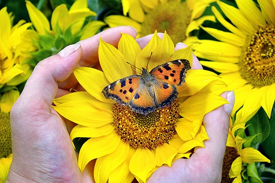 Ein Schmetterling sitzt auf einer Blüte