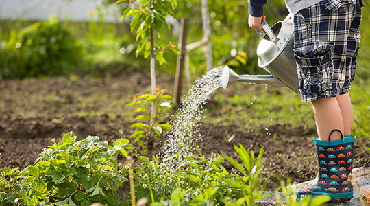 A child waters the plants in the garden