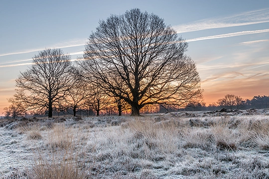 Bäume und Landschaft im Frost