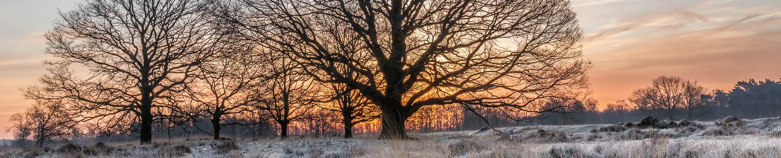 Bäume und Landschaft im Frost