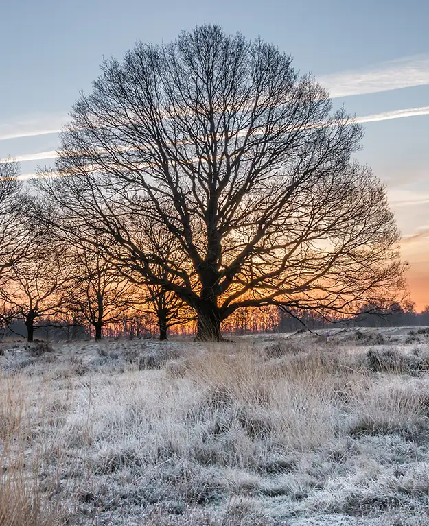 Bäume und Landschaft im Frost