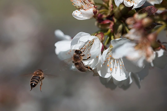 Bienen auf einer weißen Blüte