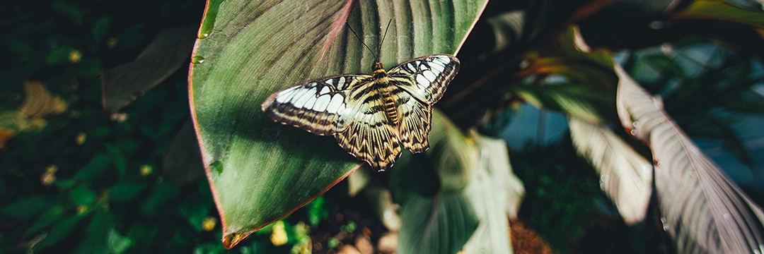 Butterflys on plants