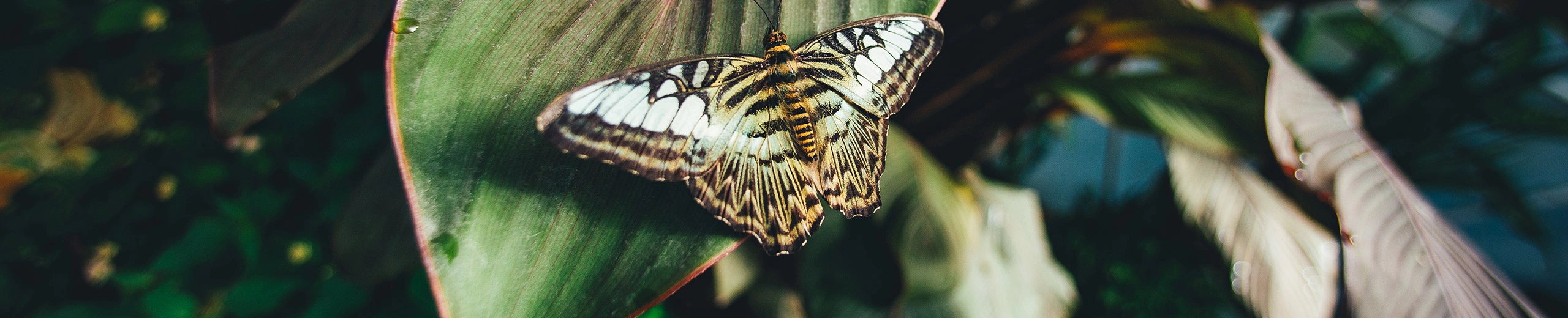 Ein Schmetterling auf einem Blatt