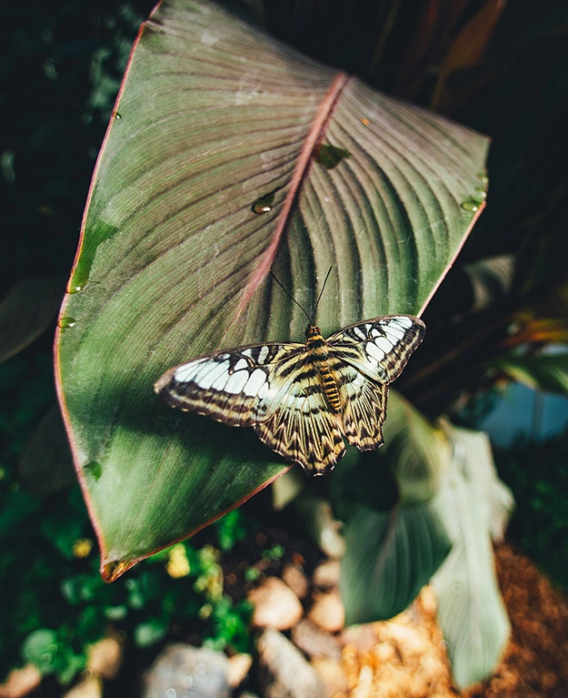 Ein Schmetterling auf einem Blatt