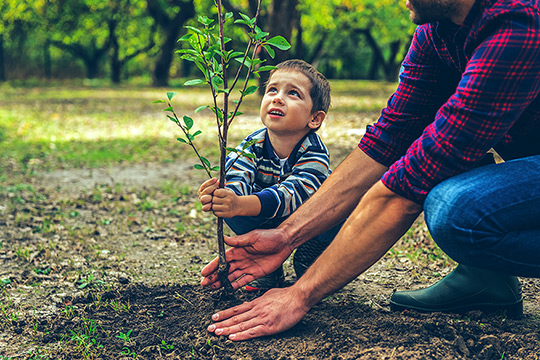 Ein kleiner Bub pflanzt mit seinem Vater einen kleinen Baum