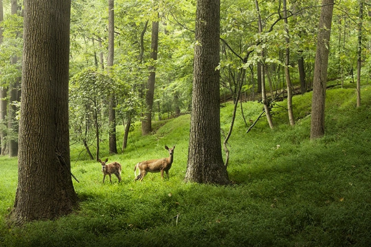 Ein Wald mit 2 Rehen